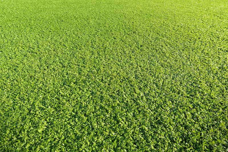 Artificial grass Hercules CA